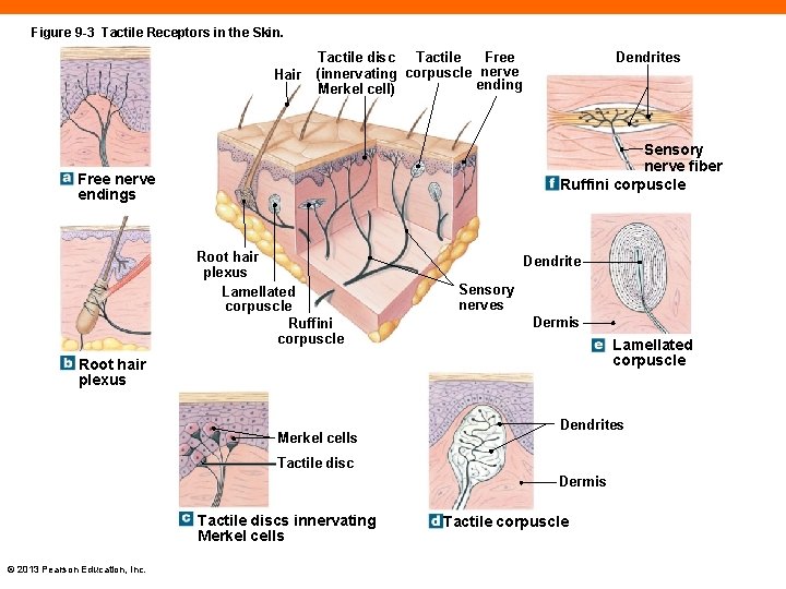 Figure 9 -3 Tactile Receptors in the Skin. Hair Free Tactile disc Tactile (innervating