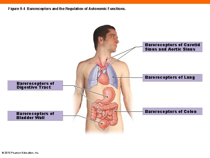 Figure 9 -4 Baroreceptors and the Regulation of Autonomic Functions. Baroreceptors of Carotid Sinus