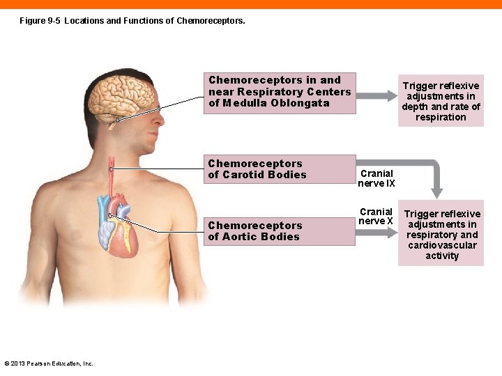 Figure 9 -5 Locations and Functions of Chemoreceptors in and near Respiratory Centers of