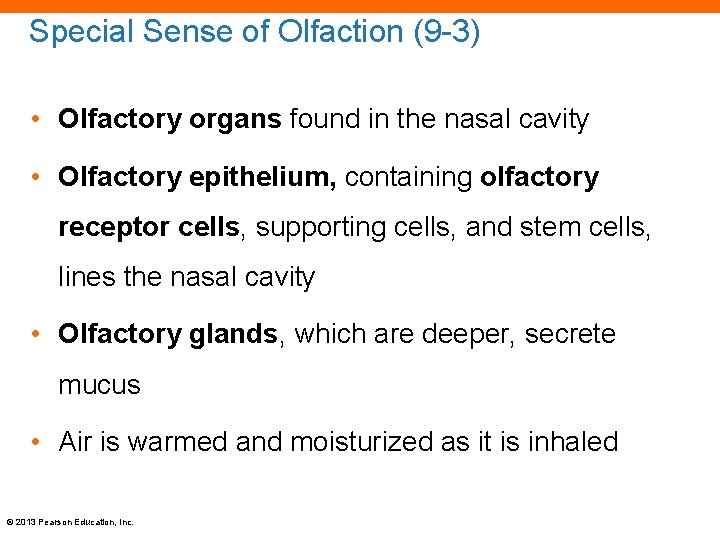 Special Sense of Olfaction (9 -3) • Olfactory organs found in the nasal cavity