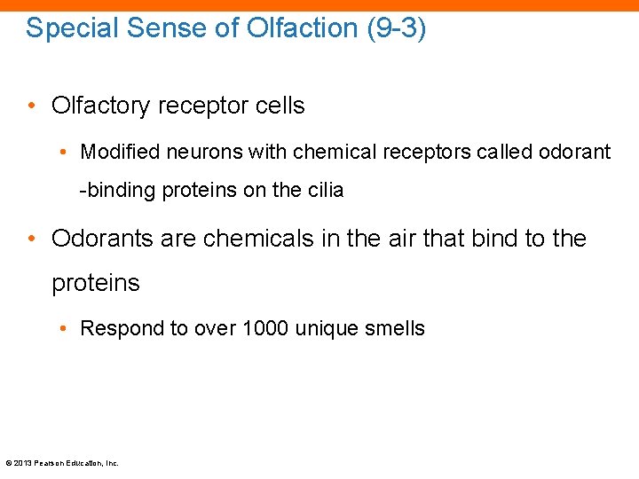 Special Sense of Olfaction (9 -3) • Olfactory receptor cells • Modified neurons with