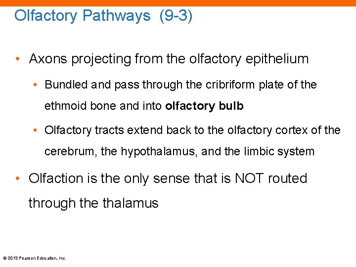Olfactory Pathways (9 -3) • Axons projecting from the olfactory epithelium • Bundled and