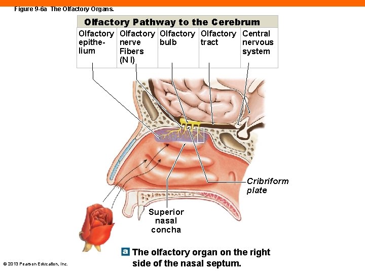 Figure 9 -6 a The Olfactory Organs. Olfactory Pathway to the Cerebrum Olfactory Central