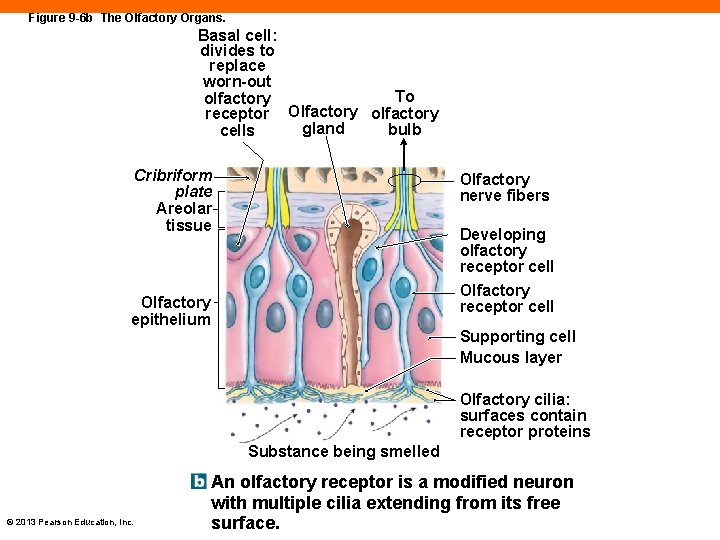 Figure 9 -6 b The Olfactory Organs. Basal cell: divides to replace worn-out To