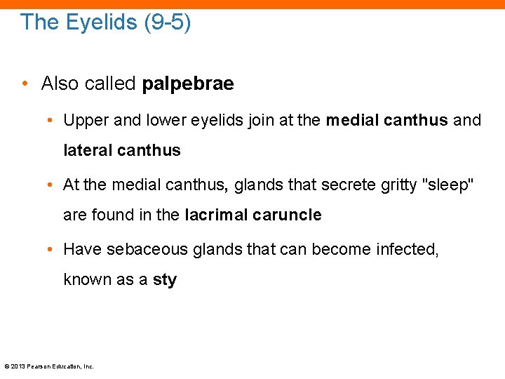The Eyelids (9 -5) • Also called palpebrae • Upper and lower eyelids join