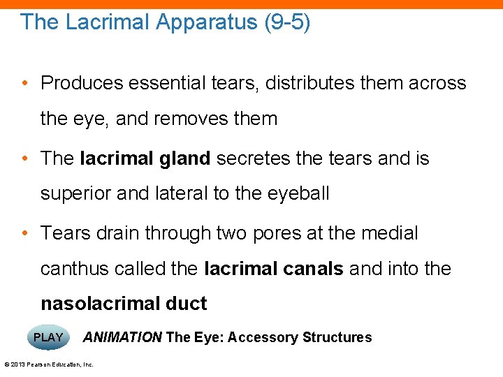 The Lacrimal Apparatus (9 -5) • Produces essential tears, distributes them across the eye,