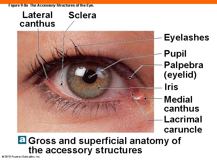 Figure 9 -8 a The Accessory Structures of the Eye. Lateral canthus Sclera Eyelashes