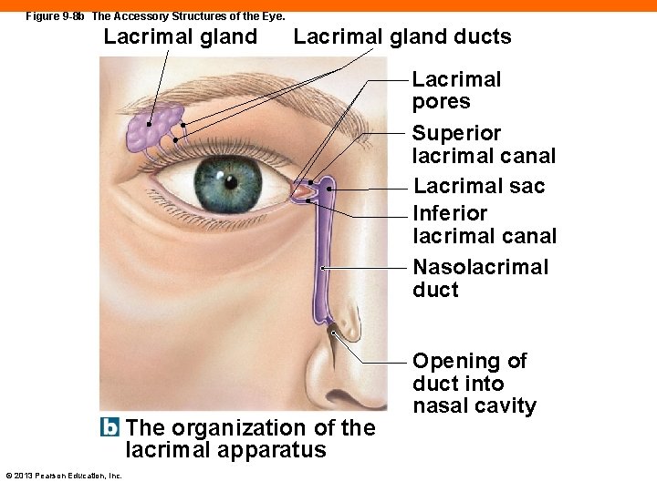 Figure 9 -8 b The Accessory Structures of the Eye. Lacrimal gland ducts Lacrimal