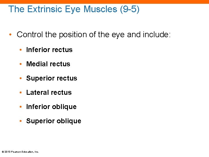 The Extrinsic Eye Muscles (9 -5) • Control the position of the eye and