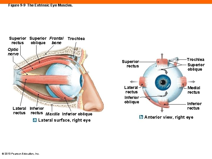 Figure 9 -9 The Extrinsic Eye Muscles. Superior Frontal rectus oblique bone Trochlea Optic