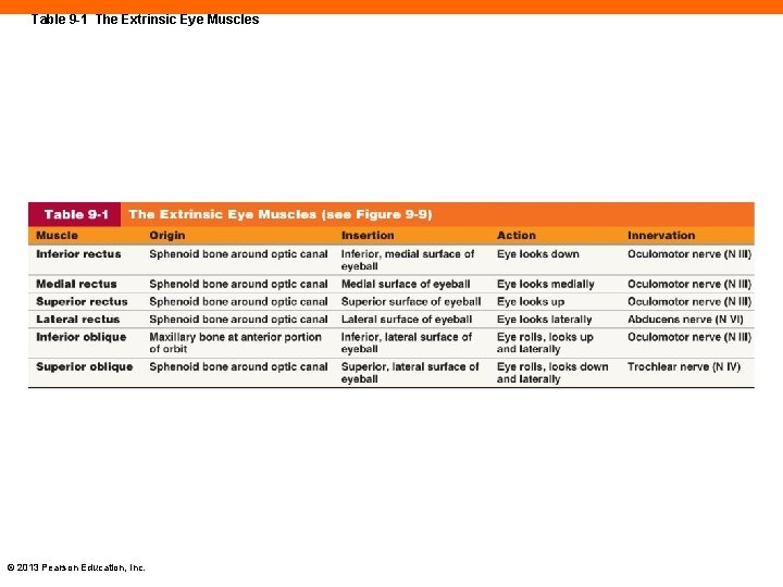 Table 9 -1 The Extrinsic Eye Muscles © 2013 Pearson Education, Inc. 