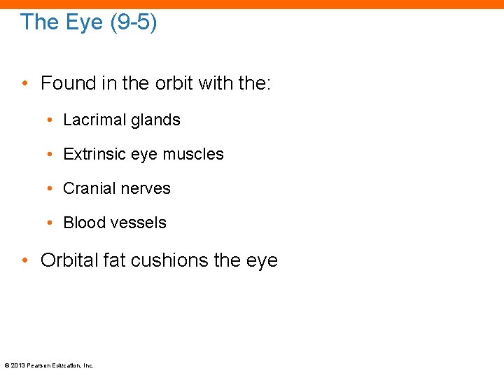 The Eye (9 -5) • Found in the orbit with the: • Lacrimal glands