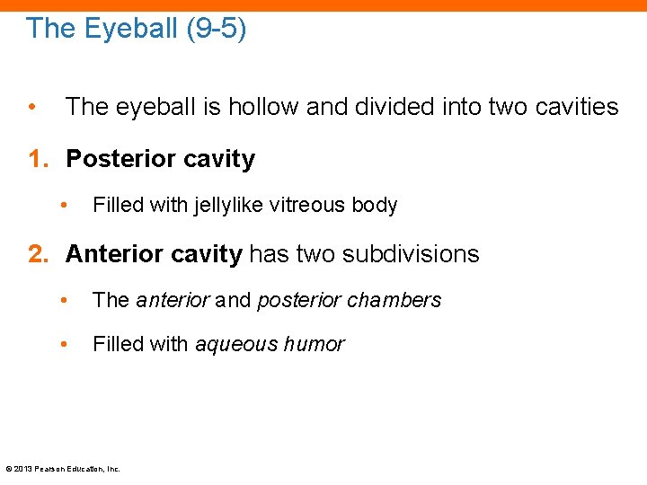 The Eyeball (9 -5) • The eyeball is hollow and divided into two cavities