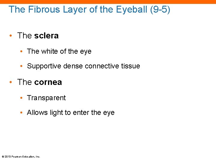 The Fibrous Layer of the Eyeball (9 -5) • The sclera • The white