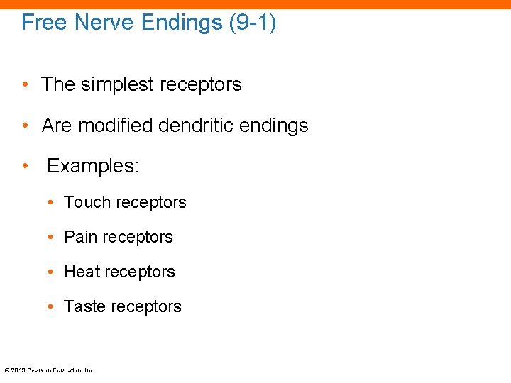 Free Nerve Endings (9 -1) • The simplest receptors • Are modified dendritic endings