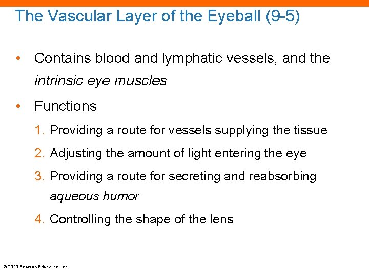 The Vascular Layer of the Eyeball (9 -5) • Contains blood and lymphatic vessels,