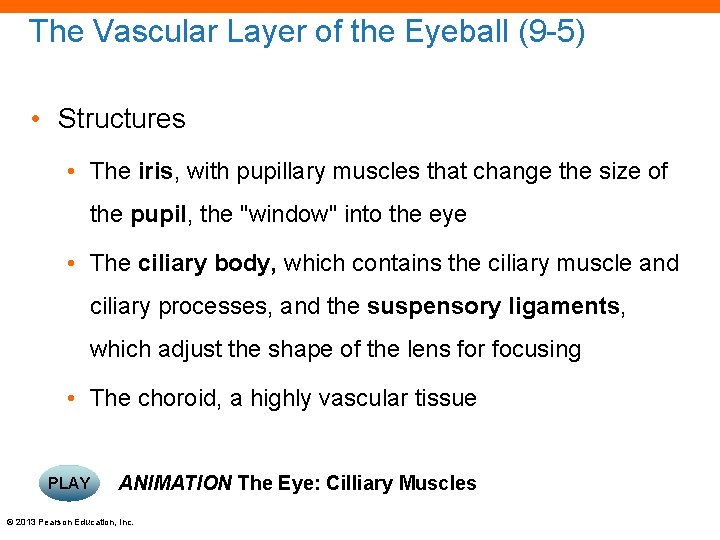 The Vascular Layer of the Eyeball (9 -5) • Structures • The iris, with