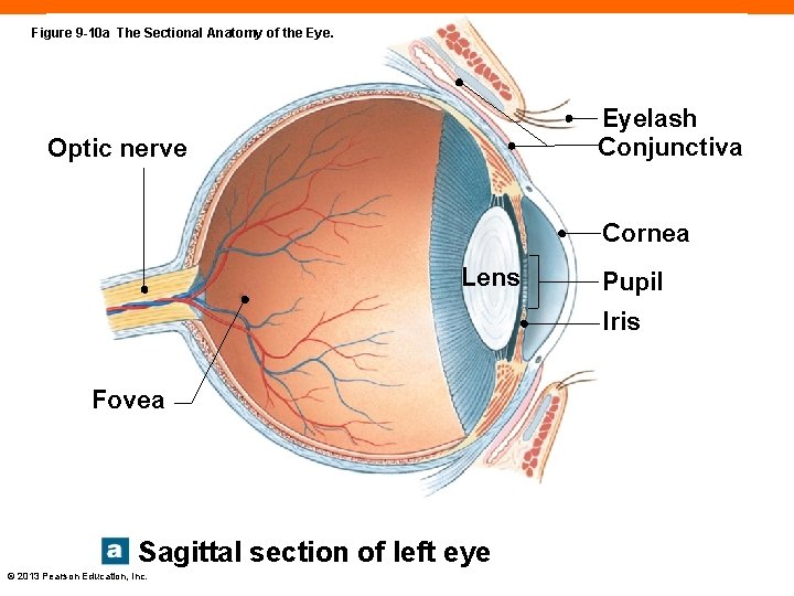 Figure 9 -10 a The Sectional Anatomy of the Eyelash Conjunctiva Optic nerve Cornea