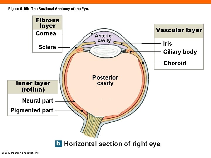 Figure 9 -10 b The Sectional Anatomy of the Eye. Fibrous layer Cornea Anterior