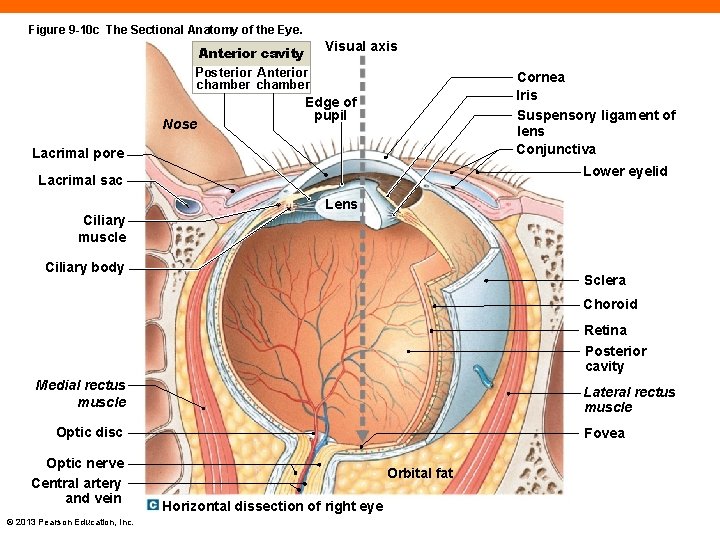 Figure 9 -10 c The Sectional Anatomy of the Eye. Anterior cavity Posterior Anterior