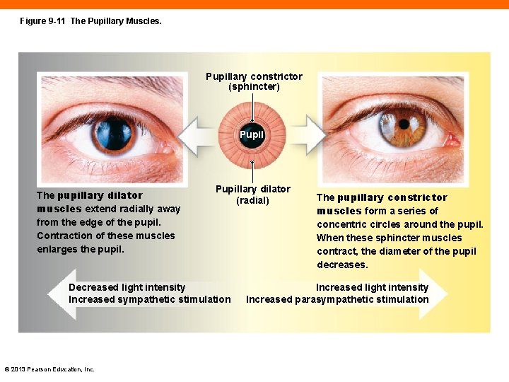 Figure 9 -11 The Pupillary Muscles. Pupillary constrictor (sphincter) Pupil The pupillary dilator muscles