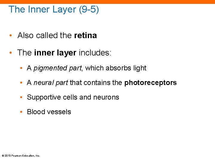 The Inner Layer (9 -5) • Also called the retina • The inner layer