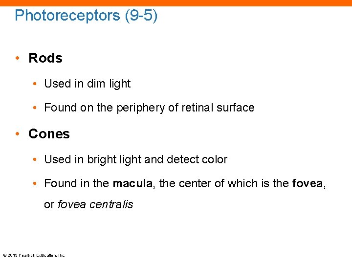 Photoreceptors (9 -5) • Rods • Used in dim light • Found on the