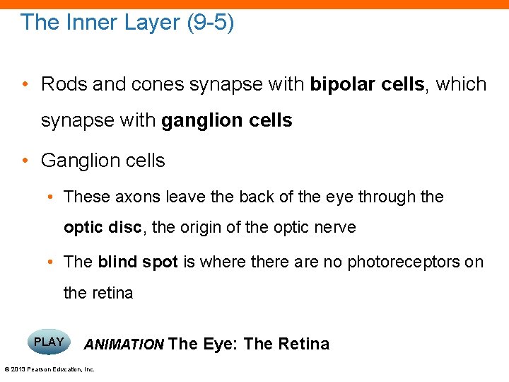 The Inner Layer (9 -5) • Rods and cones synapse with bipolar cells, which