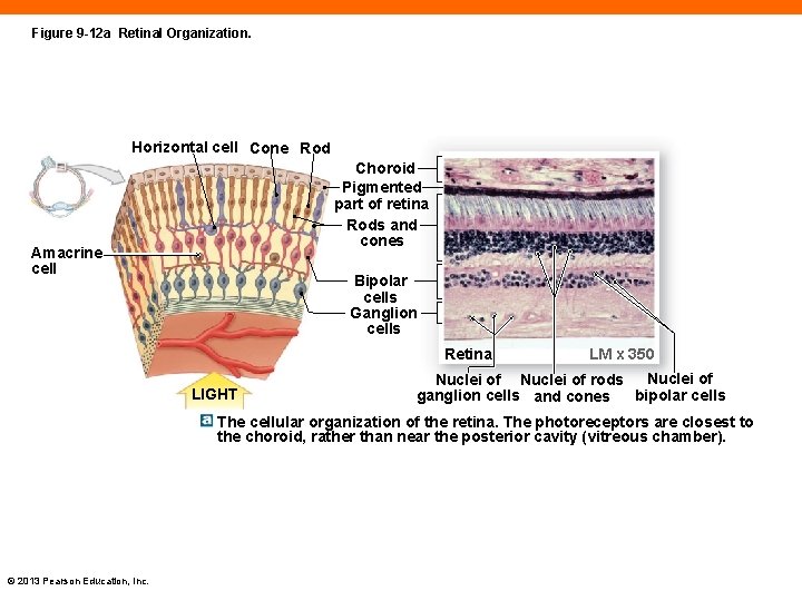 Figure 9 -12 a Retinal Organization. Horizontal cell Cone Rod Choroid Pigmented part of
