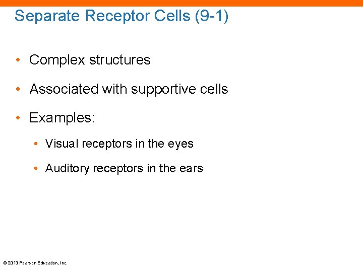 Separate Receptor Cells (9 -1) • Complex structures • Associated with supportive cells •