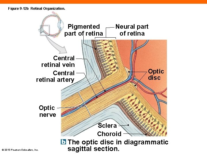 Figure 9 -12 b Retinal Organization. Pigmented part of retina Neural part of retina