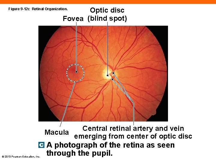 Optic disc Fovea (blind spot) Figure 9 -12 c Retinal Organization. Central retinal artery