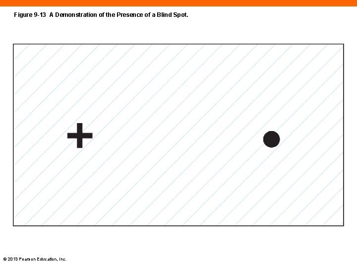 Figure 9 -13 A Demonstration of the Presence of a Blind Spot. © 2013