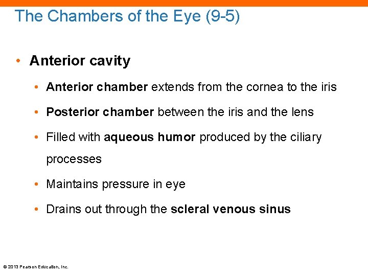 The Chambers of the Eye (9 -5) • Anterior cavity • Anterior chamber extends
