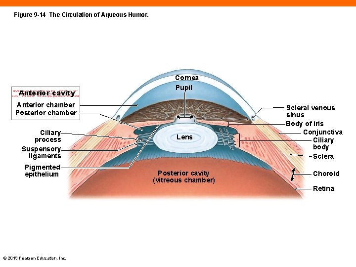 Figure 9 -14 The Circulation of Aqueous Humor. Anterior cavity Cornea Pupil Anterior chamber