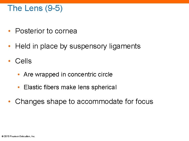 The Lens (9 -5) • Posterior to cornea • Held in place by suspensory