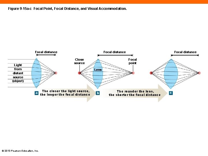 Figure 9 -15 a-c Focal Point, Focal Distance, and Visual Accommodation. Focal distance Light
