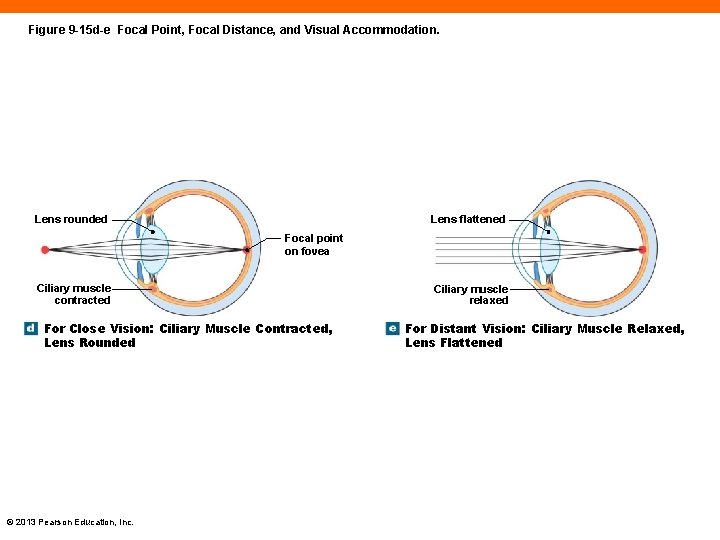 Figure 9 -15 d-e Focal Point, Focal Distance, and Visual Accommodation. Lens flattened Lens