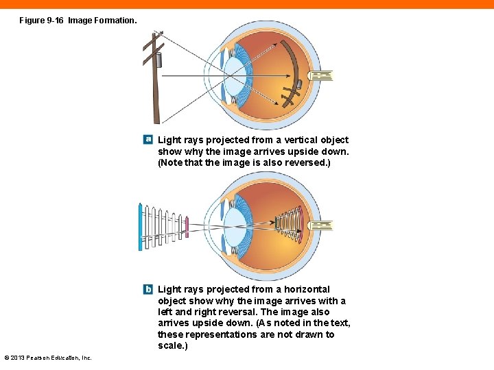 Figure 9 -16 Image Formation. Light rays projected from a vertical object show why