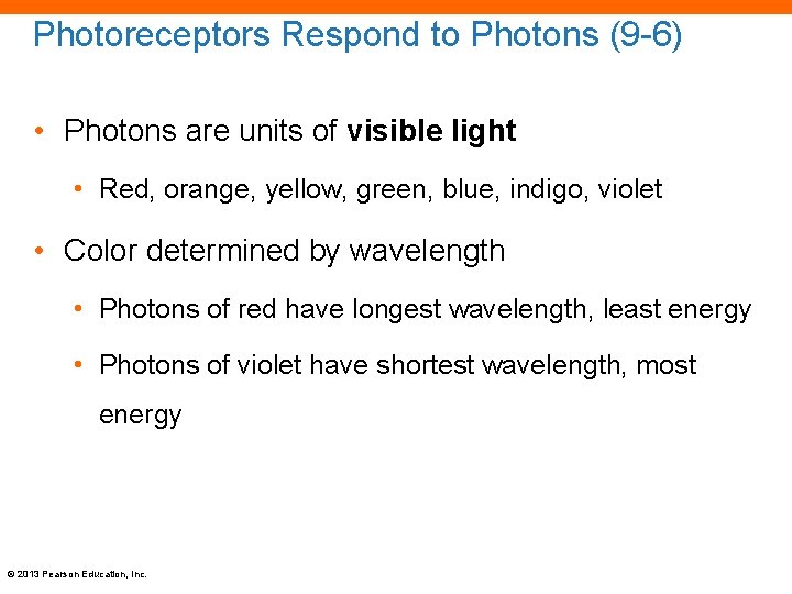 Photoreceptors Respond to Photons (9 -6) • Photons are units of visible light •