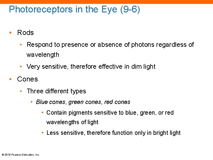 Photoreceptors in the Eye (9 -6) • Rods • Respond to presence or absence