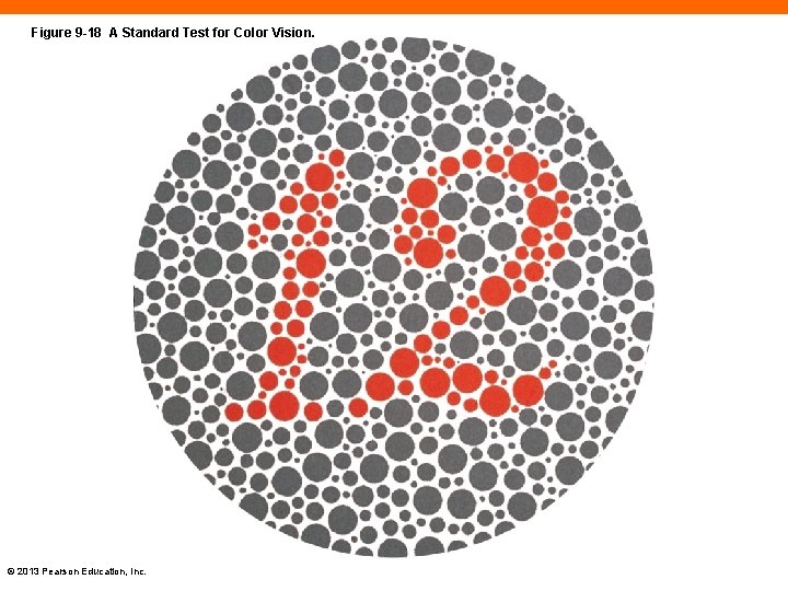 Figure 9 -18 A Standard Test for Color Vision. © 2013 Pearson Education, Inc.