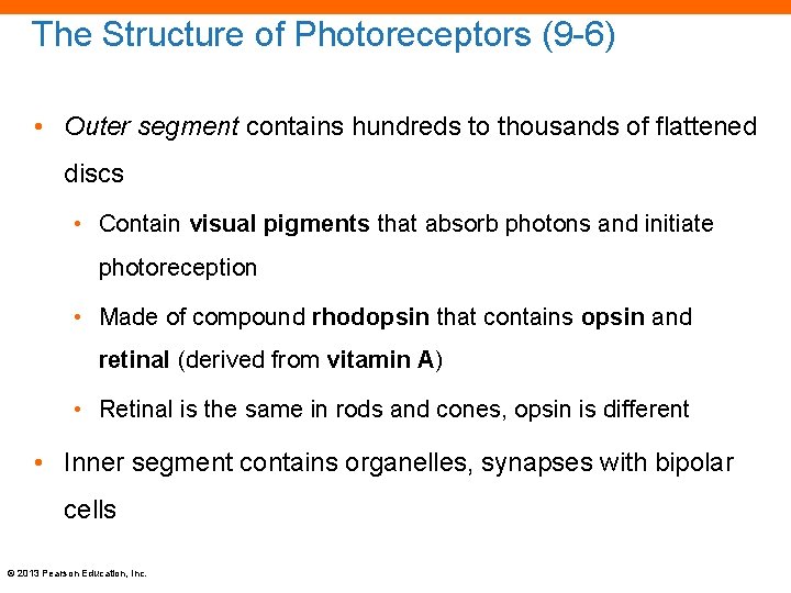 The Structure of Photoreceptors (9 -6) • Outer segment contains hundreds to thousands of