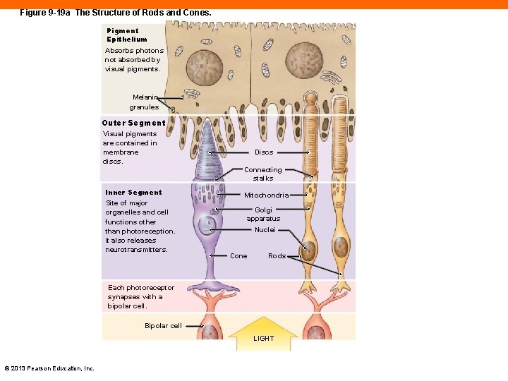 Figure 9 -19 a The Structure of Rods and Cones. Pigment Epithelium Absorbs photons