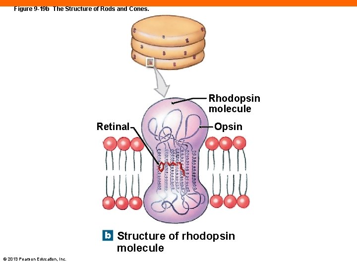 Figure 9 -19 b The Structure of Rods and Cones. Rhodopsin molecule Retinal Opsin