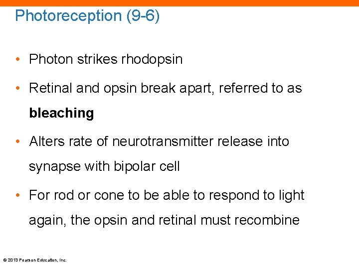 Photoreception (9 -6) • Photon strikes rhodopsin • Retinal and opsin break apart, referred