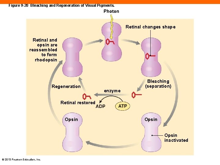 Figure 9 -20 Bleaching and Regeneration of Visual Pigments. Photon Retinal changes shape Retinal