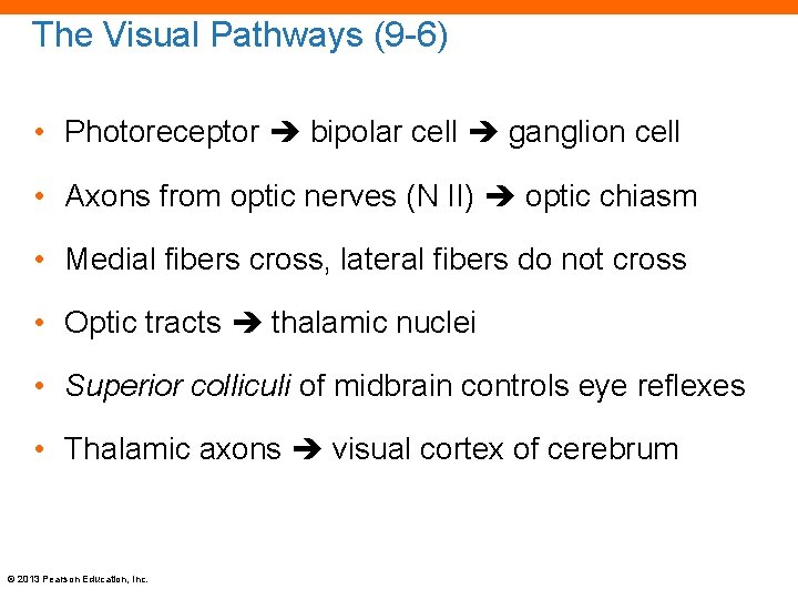 The Visual Pathways (9 -6) • Photoreceptor bipolar cell ganglion cell • Axons from