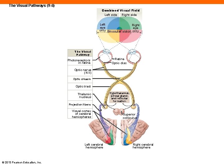 The Visual Pathways (9 -6) Combined Visual Field Left side Right side Left Right