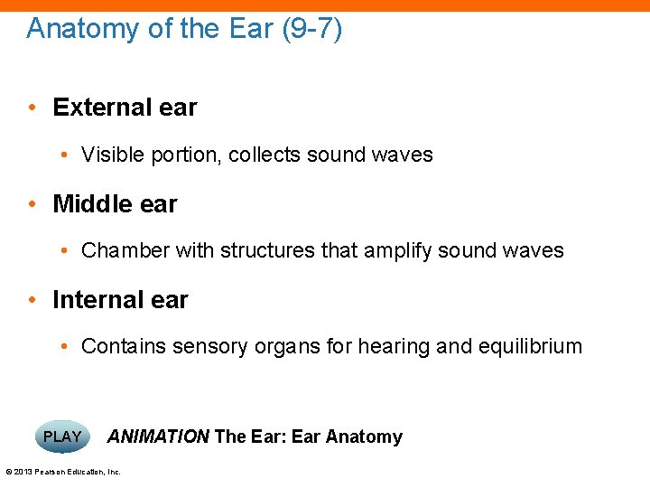 Anatomy of the Ear (9 -7) • External ear • Visible portion, collects sound